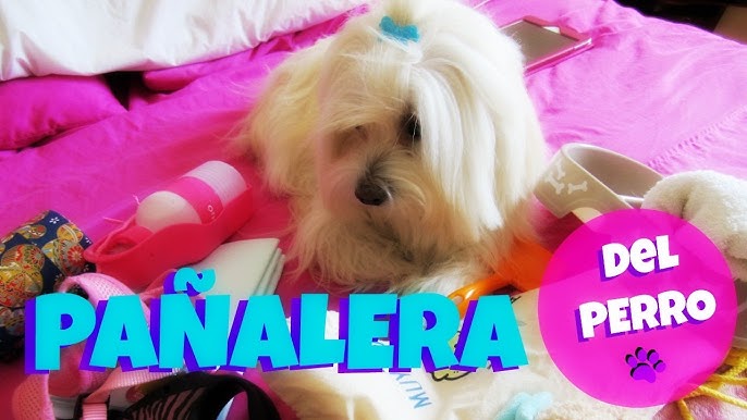 DIY Porta bolsas para el popo de tu perro, coton de tulear I Lorentix 