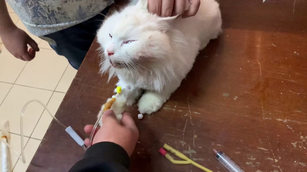 سقوط قطة احد المتابعين من الطابق الرابع / تركيب المحلول