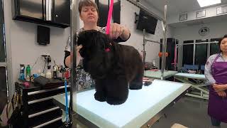 American cocker class discussion@DogGroomingTV