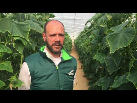 Video: Variedades de pepino para invernaderos: descripción y foto