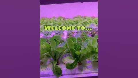 Demo Aplikasi SIMONIC (Sistem Monitoring Suhu, Kelembaban & Nutrisi Tanaman Hidroponik Berbasis ioT)