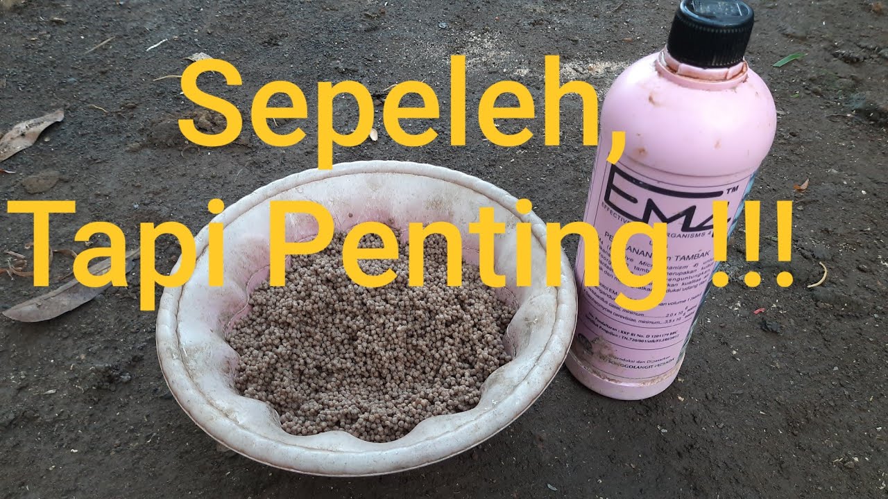 Cara pembibisan pakan ikan lele dengan EM4 