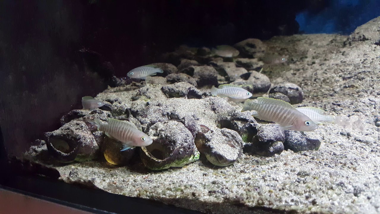camera iphone 8 plus apk Julidochromis Marksmithi f1