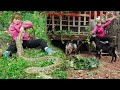 Time lapse:72 hours of giant python hiding in lemongrass bushes -It moves closer to the rabbit camp