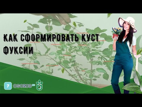 Видео: Удаление отцветших соцветий на фуксии: когда и как удалять фуксию