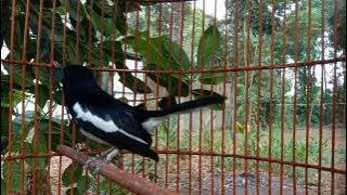 PANCINGAN KACER CEPAT GACOR BUKA PARUH SUARA KERAS