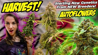 Harvesting Autoflowers! Starting New Genetics In Mesh Grow Bags?!