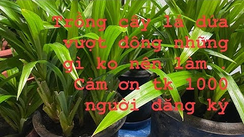 tất cả những gì trồng cây vượt đông ko nên làm và mừng tk 1000 người  #kieutranjapanese