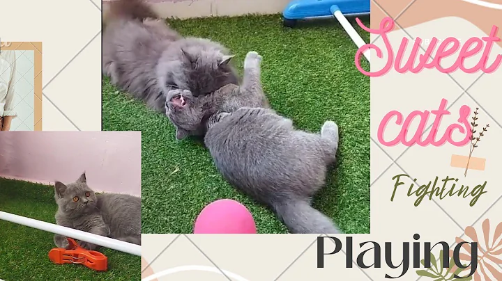 Video 742391: british long hair cat, british cat playing, cute british cat, cute cat play fighting
