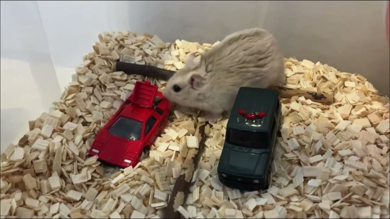 トミカ トミカプレミアム 33 ランボルギーニ カウンタック🚘&ハムちゃん🐹　#ジャンガリアンハムスター #hamster #くるま　#のりもの 