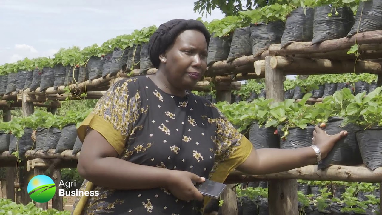 Ugandan strawberry exporter using Famunera: Rebecca's success story