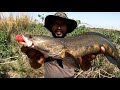 Amazing Snakehead fishing || incredible snakehead murrel fishing 🎣 unique snakehead fish catching
