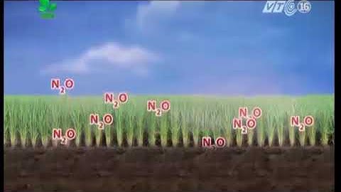 Hậu quả khi bón thừa phân đạm