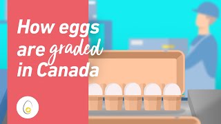 How eggs are graded in Canada