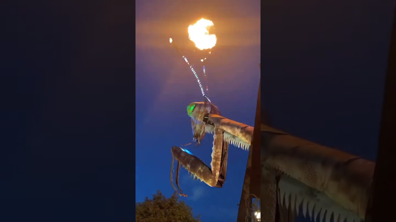 Kingsley awakens the praying mantis at the Downtown Container Park 