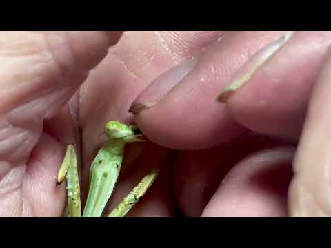 Pasta the Mantis loves neck massage