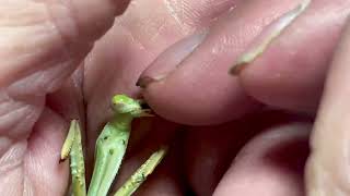 Pasta the Mantis loves neck massage