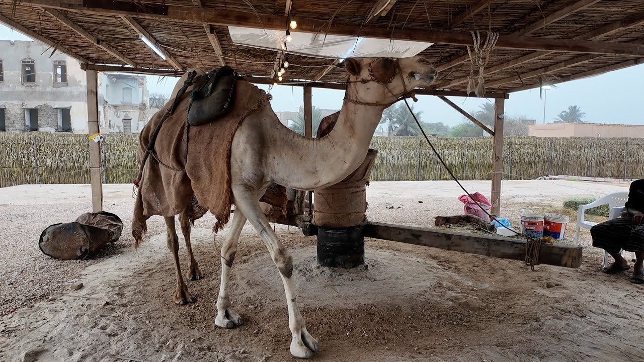 خريف ظفار 2025 م  ـ  على خطى الخريف  الحافة  ( سوق اللبان )