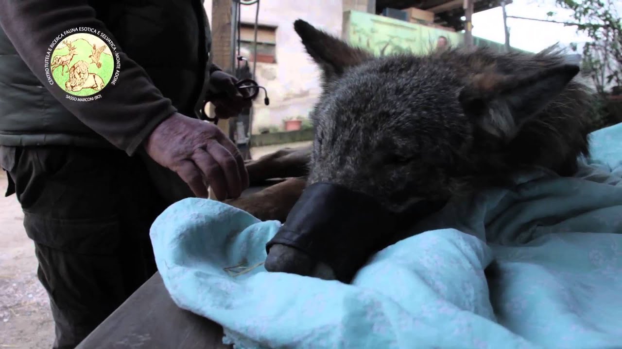 La storia del lupo Lamar