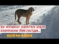 Бу итнинг килган ишидан йиглаб юборасиз тасирли хикоя