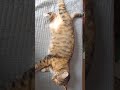 뚱냥 뱃살냥 귀여운손 fatcat cuty hand