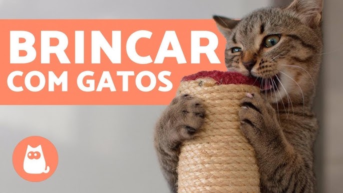 Jogos para gatos brincarem e estarem entretidos