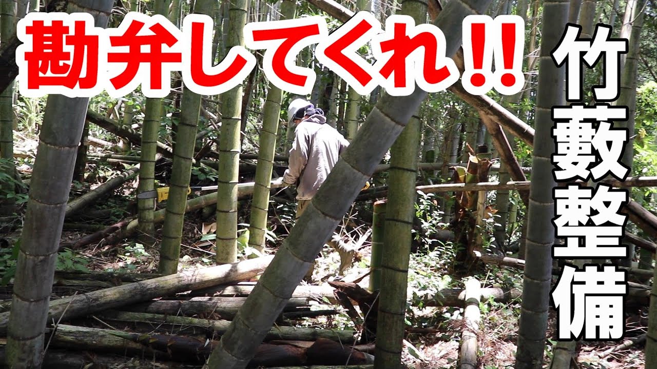 Is this the last one of the year? Picking 10m-tall bamboo shoots
