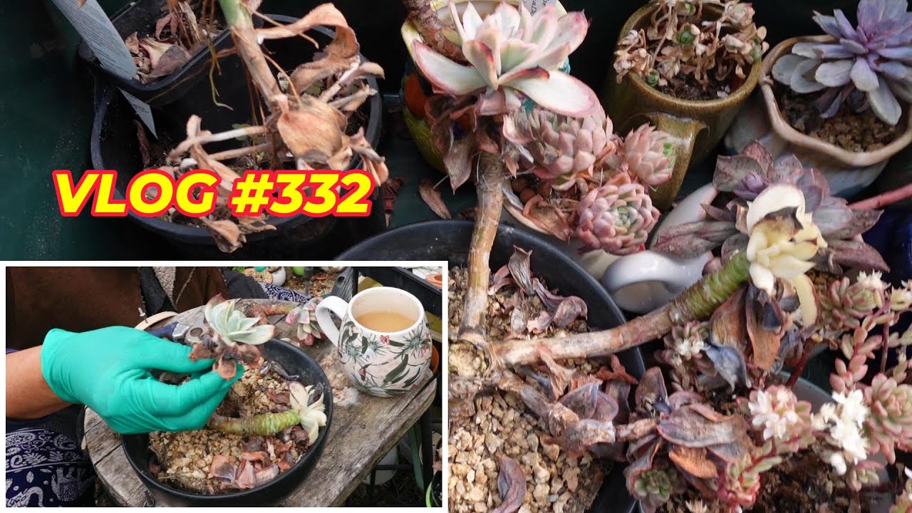 CARE FOR DYING SUCCULENTS | VLOG 