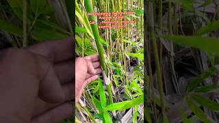 Dendrocalamus Gigantus plants Available supplier #bamboo #gigantus #bamboo #farming