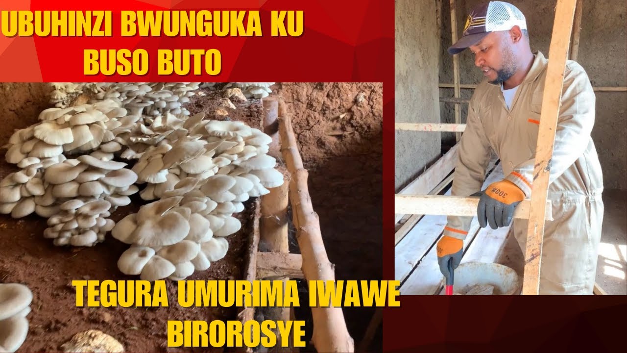 Intangiriro y’Ubuhinzi Bwunguka |🍄🌱 Uko Wategura Umurima Wo Guhingamo Ibihumyo 🍄🌱