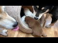 生後６か月のお姉ちゃんがお手伝い(*'▽')
