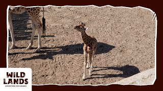 Giraffe Veulentjes In Serenga 4K -