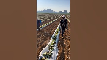 Japanese Pumpkin Farming Techniques #farming #agriculture