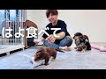 【犬7頭と暮らすおっさん】パピーが離乳食を食べる様子をお届け【ダックスの子犬】