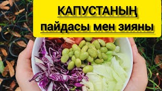 КАПУСТАНЫҢ ПАЙДАСЫ ##пайдалыақпараттар #капустаныңпайдасы