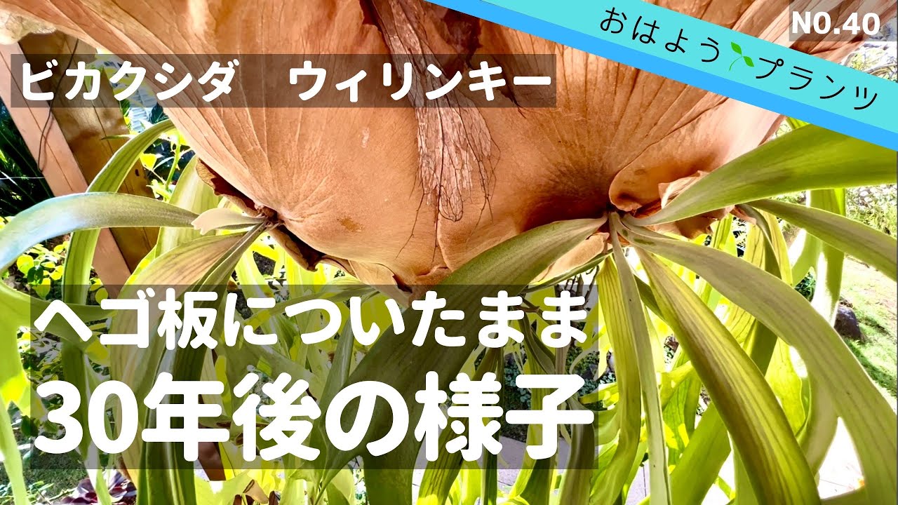 ビカクシダ】ヘゴ板付ウィリンキー30年後の姿‼︎NO.40／2022.10月29日