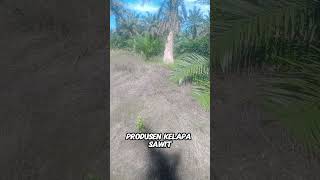 pemerintah tetapkan komoditas kelapa sawit dijual melalui bumn #petanisawit