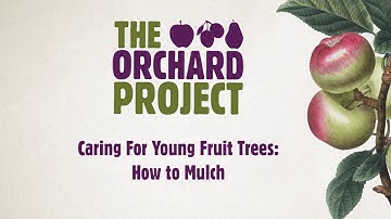 Caring for Young Fruit Trees - How To Mulch