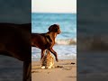 dog and rabbit