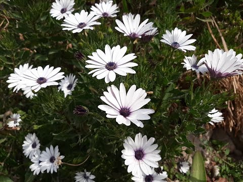 Video: Plantas de Cape Marigold – Variedades de plantas Osteospermum y Dimorphotheca