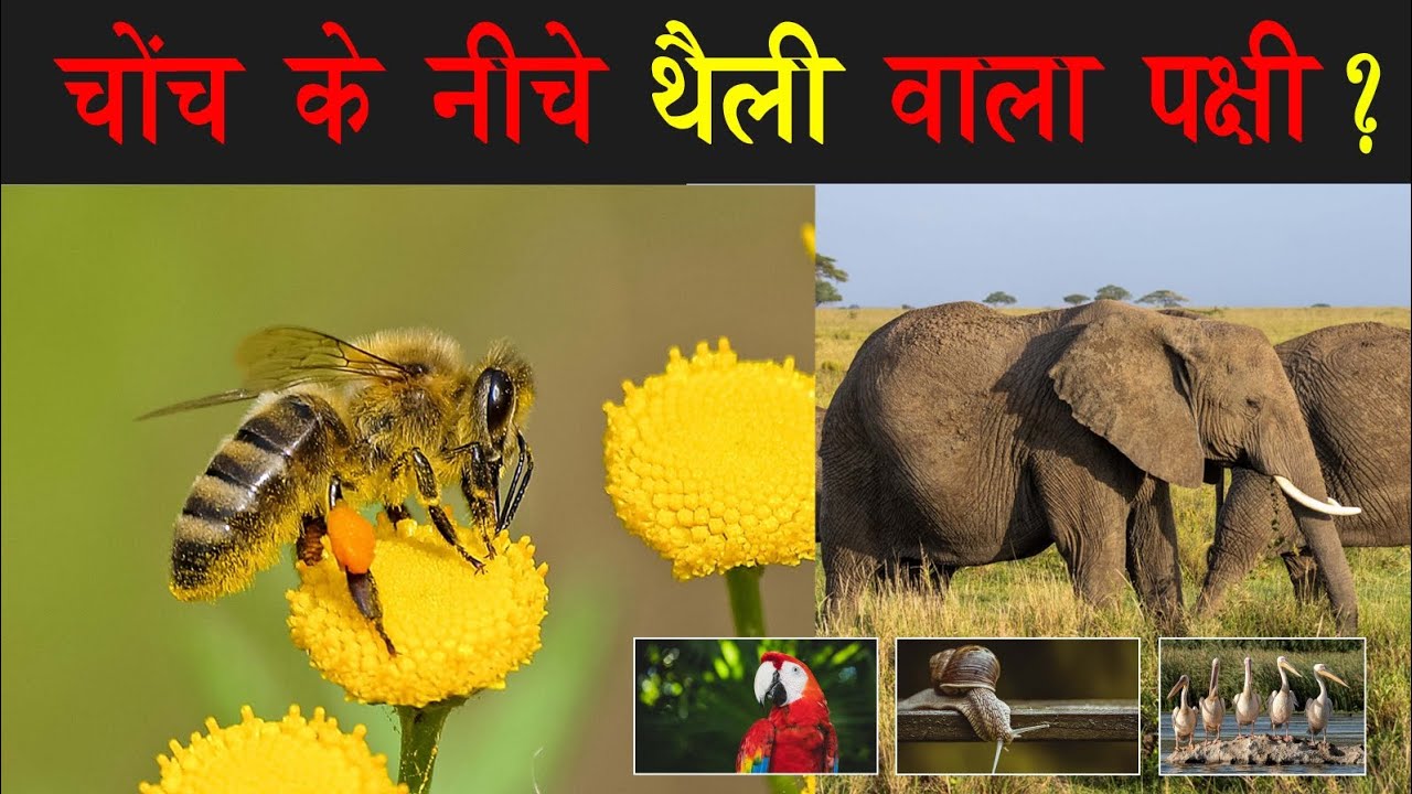 चोच की निचे थैली वाला पक्षी?  bird with a pouch under its beak?