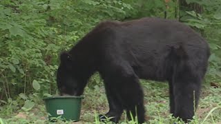 400 hunters chosen to participate in Missouri's first black bear hunting program, season starts Octo