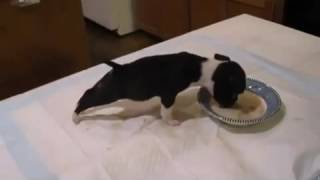 Смешной песик кутенок пьет молоко. Funny dog. Смешной песик кутенок пьет молоко. Funny dog.
