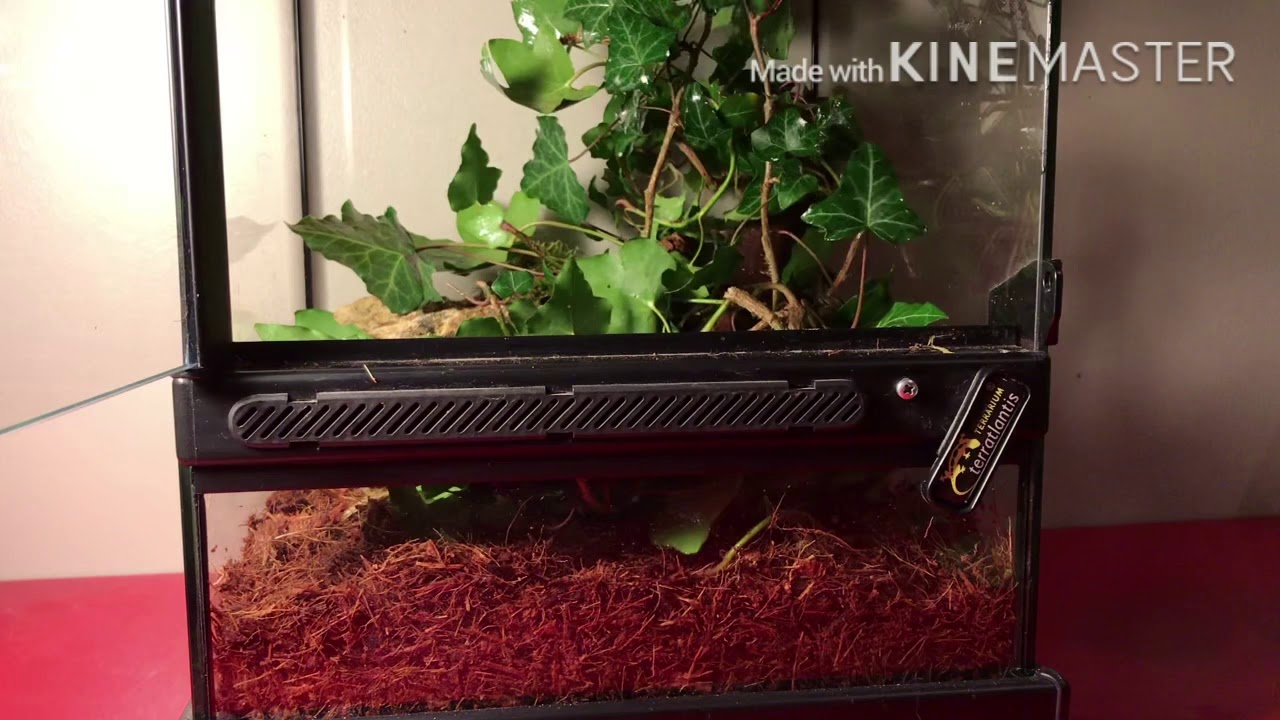 Comment faire un terrarium pour phasme.