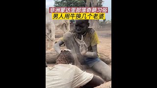非洲蒙达里部落奇葩的习俗,男人用牛换几个老婆,他们将牛的排泄物运用到极致#原始部落 #奇葩习俗 #纪录片解说