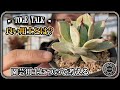 【TOGE TALK】 アガベや多肉植物用土の考え方雑談【多肉植物】【園芸】【ポッドキャスト】