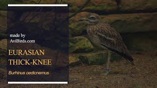 Eurasian Thick-Knee / Eurasian Stone-Curlew / Stone-Curlew [Burhinus Oedicnemus]