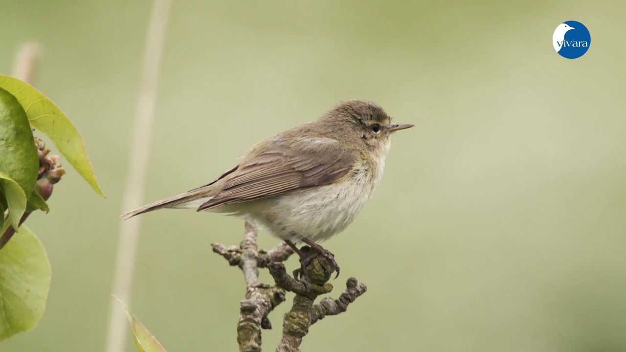 De zang van de Tjiftjaf