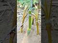 Make a trap from elastic bamboo twigs this trap