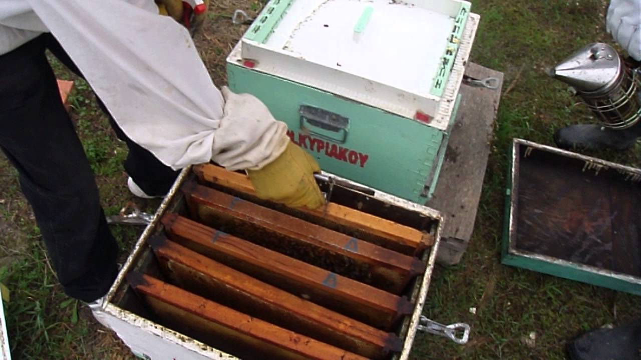 ενωση μικρων μελισσοσμηνων